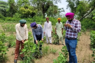 कृषि विभाग ने नरमे की फसल की निगरानी के लिए बनाई टीमें