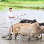किसानों के परिश्रम को नमन, CM ने किया धान रोपण
