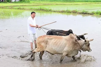 किसानों के परिश्रम को नमन, CM ने किया धान रोपण